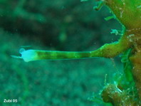 Aas van de gestreepte hengelaarsvis (Antennarius striatus) - Video 