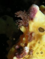 Antennarius maculatus - Warty Frogfish, Clown frogfish, Wartskin frogfish - Warzen Anglerfisch, Clown Anglerfisch) 