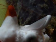 Antennarius maculatus - Warty Frogfish, Clown frogfish, Wartskin frogfish - Warzen Anglerfisch, Clown Anglerfisch) 