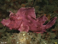 Skorpionfisch (Rhinopias eschmeyeri)