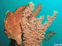 Giant frogfish (Antennarius commerson) - brown frogfish on brown sponge