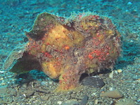 Antennarius commerson (Giant frogfish, Commerson's frogfish - Riesen Anglerfisch) 