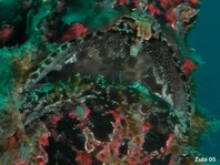Antennarius commerson - Detail of the white skin flap above the mouth