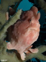 Antennarius commerson (Giant frogfish, Commerson's frogfish - Riesen Anglerfisch) 