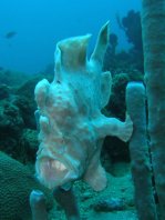 Giant frogfish (Antennarius commerson) opens mouth to yawn
