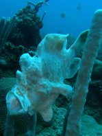 Giant frogfish (Antennarius commerson) opens mouth to yawn