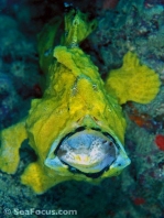 Antennarius commerson (Giant frogfish, Commerson's frogfish - Riesen Anglerfisch)