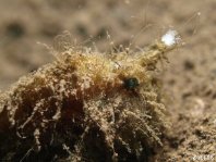 borstelige hengelaarsvis (Antennarius hispidus) with its lure in front