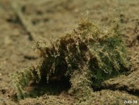 Hispid Frogfish (Antennarius hispidus) about 8mm