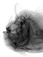 X-ray of the jaw of the Indian Frogfish - Antennarius indicus