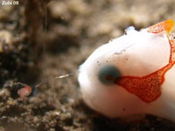 Warty frogfish (Clown frogfish) - <em>Antennarius maculatus</em> - Warzen Anglerfisch 