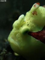 Antennarius maculatus - Warty Frogfish, Clown frogfish, Wartskin frogfish - Warzen Anglerfisch, Clown Anglerfisch) 