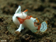 Warty frogfish (Clown frogfish) - <em>Antennarius maculatus</em> - Warzen Anglerfisch 