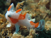 Antennarius maculatus - Warty Frogfish, Clown frogfish, Wartskin frogfish - Warzen Anglerfisch, Clown Anglerfisch) 