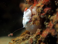 Antennarius maculatus - Warty Frogfish, Clown frogfish, Wartskin frogfish - Warzen Anglerfisch, Clown Anglerfisch) 