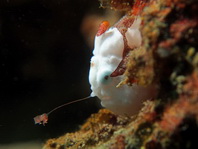 Antennarius maculatus - Warty Frogfish, Clown frogfish, Wartskin frogfish - Warzen Anglerfisch, Clown Anglerfisch) 