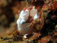 Antennarius maculatus - Warty Frogfish, Clown frogfish, Wartskin frogfish - Warzen Anglerfisch, Clown Anglerfisch) 