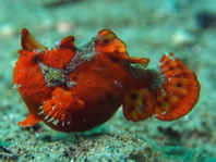 Antennarius maculatus - Warty Frogfish, Clown frogfish, Wartskin frogfish - Warzen Anglerfisch, Clown Anglerfisch) 