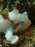 Antennarius maculatus - Warty Frogfish, Clown frogfish, Wartskin frogfish - Warzen Anglerfisch, Clown Anglerfisch) 