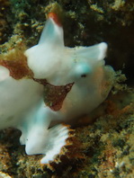 Antennarius maculatus - Warty Frogfish, Clown frogfish, Wartskin frogfish - Warzen Anglerfisch, Clown Anglerfisch) 