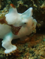 Antennarius maculatus - Warty Frogfish, Clown frogfish, Wartskin frogfish - Warzen Anglerfisch, Clown Anglerfisch) 