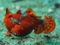 wratten hengelaarsvis (Antennarius maculatus) 