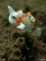 Walking Baby Clown Frogfish (Antennarius maculatus)