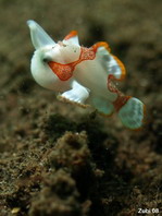 Baby wratten hengelaarsvis (Antennarius maculatus)