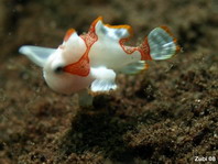 Baby wratten hengelaarsvis (Antennarius maculatus)