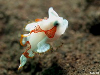 Baby wratten hengelaarsvis (Antennarius maculatus)