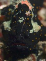 Painted frogfish - <em>Antennarius pictus</em> - Rundflecken Anglerfisch