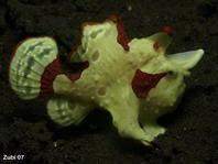 Antennarius maculatus - Warty Frogfish, Clown frogfish, Wartskin frogfish - Warzen Anglerfisch, Clown Anglerfisch) 