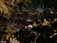 Warty frogfish (Clown frogfish) - <em>Antennarius maculatus</em> - Warzen Anglerfisch 