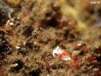 Warty frogfish (Clown frogfish) - <em>Antennarius maculatus</em> - Warzen Anglerfisch 