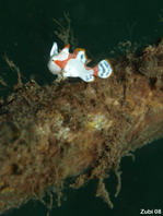 wratten hengelaarsvis (Antennarius maculatus) 7mm