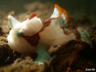 Warty frogfish (Clown frogfish) - <em>Antennarius maculatus</em> - Warzen Anglerfisch 