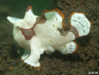 Warty frogfish (Clown frogfish) - <em>Antennarius maculatus</em> - Warzen Anglerfisch 