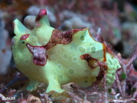 Warty frogfish (Clown frogfish) - <em>Antennarius maculatus</em> - Warzen Anglerfisch 