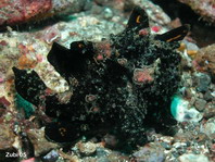 Antennarius maculatus - Warty Frogfish, Clown frogfish, Wartskin frogfish - Warzen Anglerfisch, Clown Anglerfisch) 