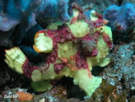 Antennarius maculatus - Warty Frogfish, Clown frogfish, Wartskin frogfish - Warzen Anglerfisch, Clown Anglerfisch) 