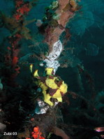 Warty frogfish (Antennarius maculatus) hidden among sponges