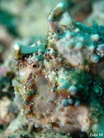 Antennarius maculatus - Warty Frogfish, Clown frogfish, Wartskin frogfish - Warzen Anglerfisch, Clown Anglerfisch) 