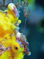 Antennarius maculatus
        Warty Frogfish (Clown frogfish) - Warzen Anglerfisch (Clown Anglerfisch) 