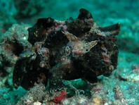 Antennarius maculatus - Warty Frogfish, Clown frogfish, Wartskin frogfish - Warzen Anglerfisch, Clown Anglerfisch) 