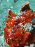 Antennarius maculatus - Warty Frogfish, Clown frogfish, Wartskin frogfish - Warzen Anglerfisch, Clown Anglerfisch) 