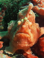 Antennarius maculatus - Warty Frogfish, Clown frogfish, Wartskin frogfish - Warzen Anglerfisch, Clown Anglerfisch) 