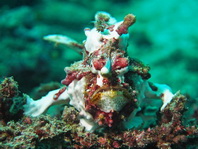 Antennarius maculatus - Warty Frogfish, Clown frogfish, Wartskin frogfish - Warzen Anglerfisch, Clown Anglerfisch) 