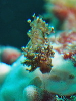 Antennarius maculatus
        Warty Frogfish (Clown frogfish) - Warzen Anglerfisch (Clown Anglerfisch) 