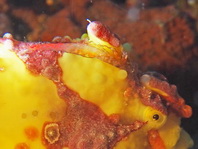 Antennarius maculatus - Warty Frogfish, Clown frogfish, Wartskin frogfish - Warzen Anglerfisch, Clown Anglerfisch) 