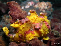 Warty frogfish (Clown frogfish) - <em>Antennarius maculatus</em> - Warzen Anglerfisch 